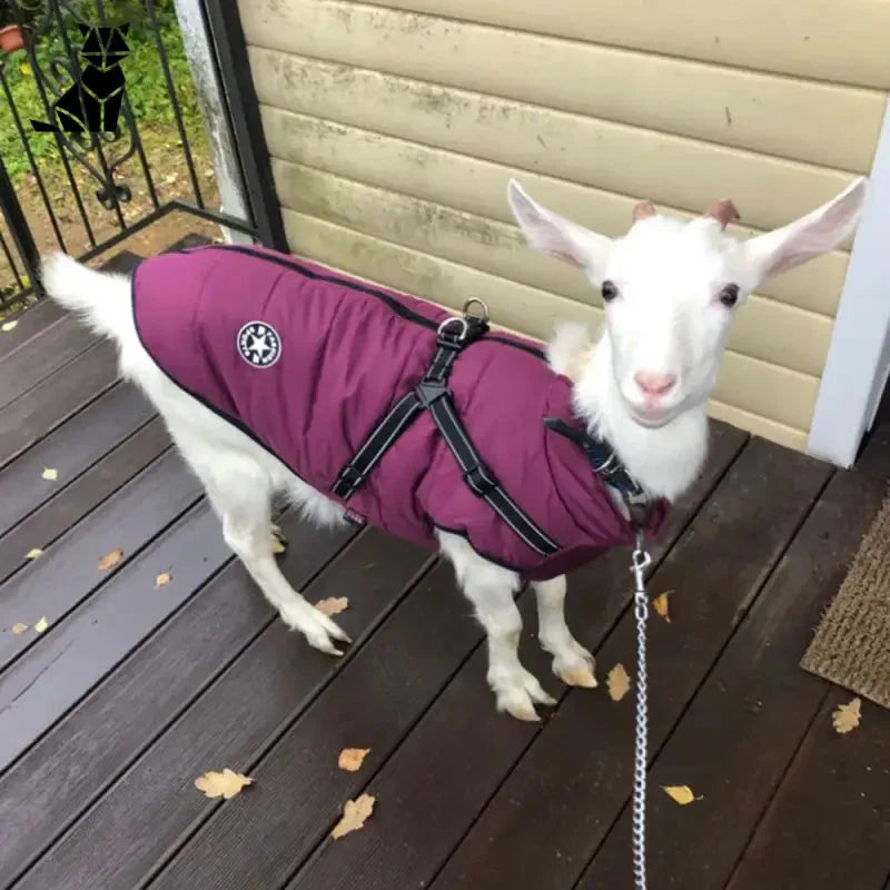 Chèvre en manteau violet sous le porche - Manteau confort pour chiens avec harnais intégré pour des promenades douillettes