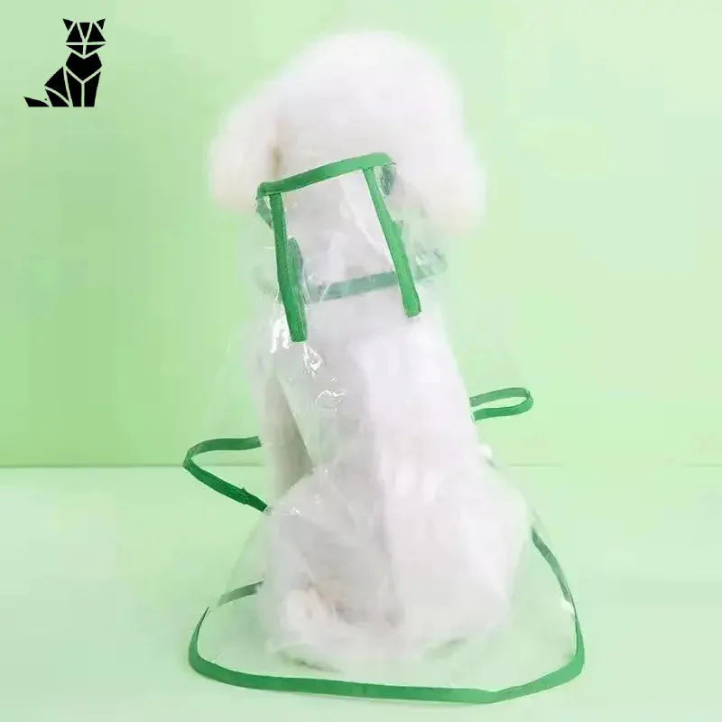 Chien blanc avec harnais vert portant un imperméable transparent pour chien pour une protection élégante